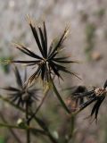 Bidens pilosa