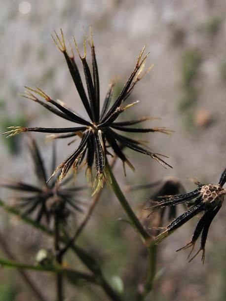 Изображение особи Bidens pilosa.