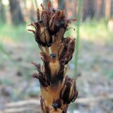 Hypopitys monotropa