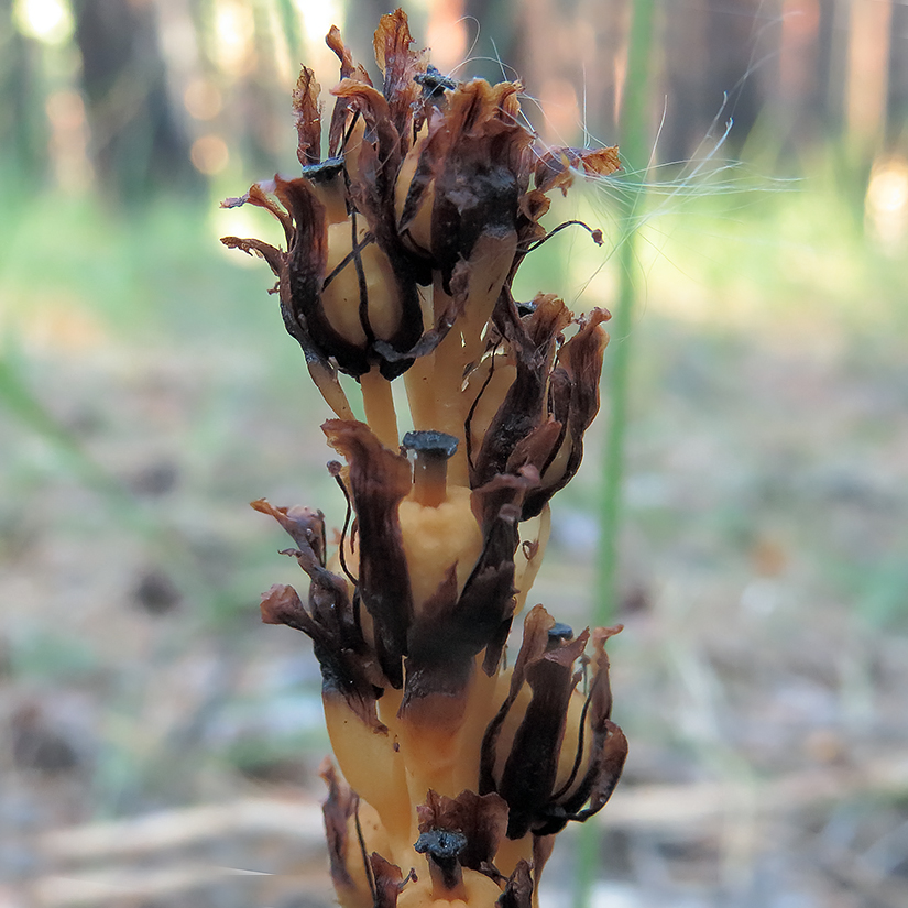 Изображение особи Hypopitys monotropa.