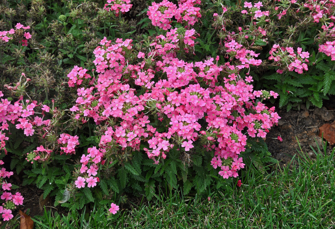 Image of Glandularia &times; hybrida specimen.