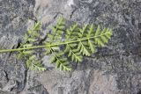 familia Apiaceae. Лист (вид на абаксиальную поверхность). Республика Алтай, Усть-Коксинский р-н, окр. Среднего Мультинского озера, курумник на правом борту долины чуть выше Мультинского озера, высота 1800 м н. у. м. 28 июля 2020 г.