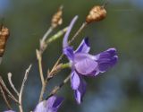 Delphinium paniculatum