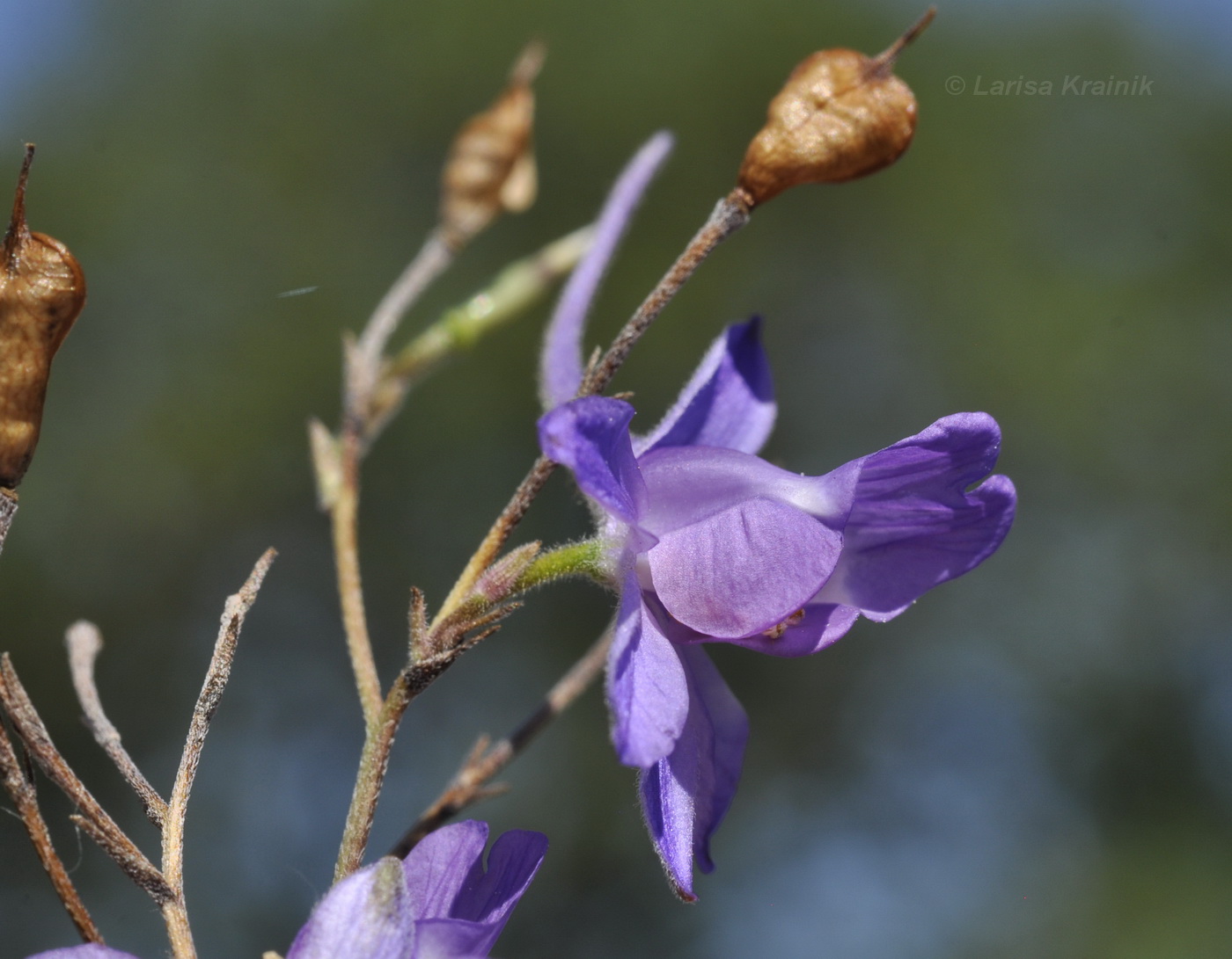 Image of Delphinium paniculatum specimen.