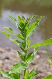 Epilobium hirsutum. Верхушка бутонизирующего побега. Пермский край, пос. Юго-Камский, правый берег р. Юг ниже Юго-Камского пруда, прибрежный галечник. 1 июля 2020 г.