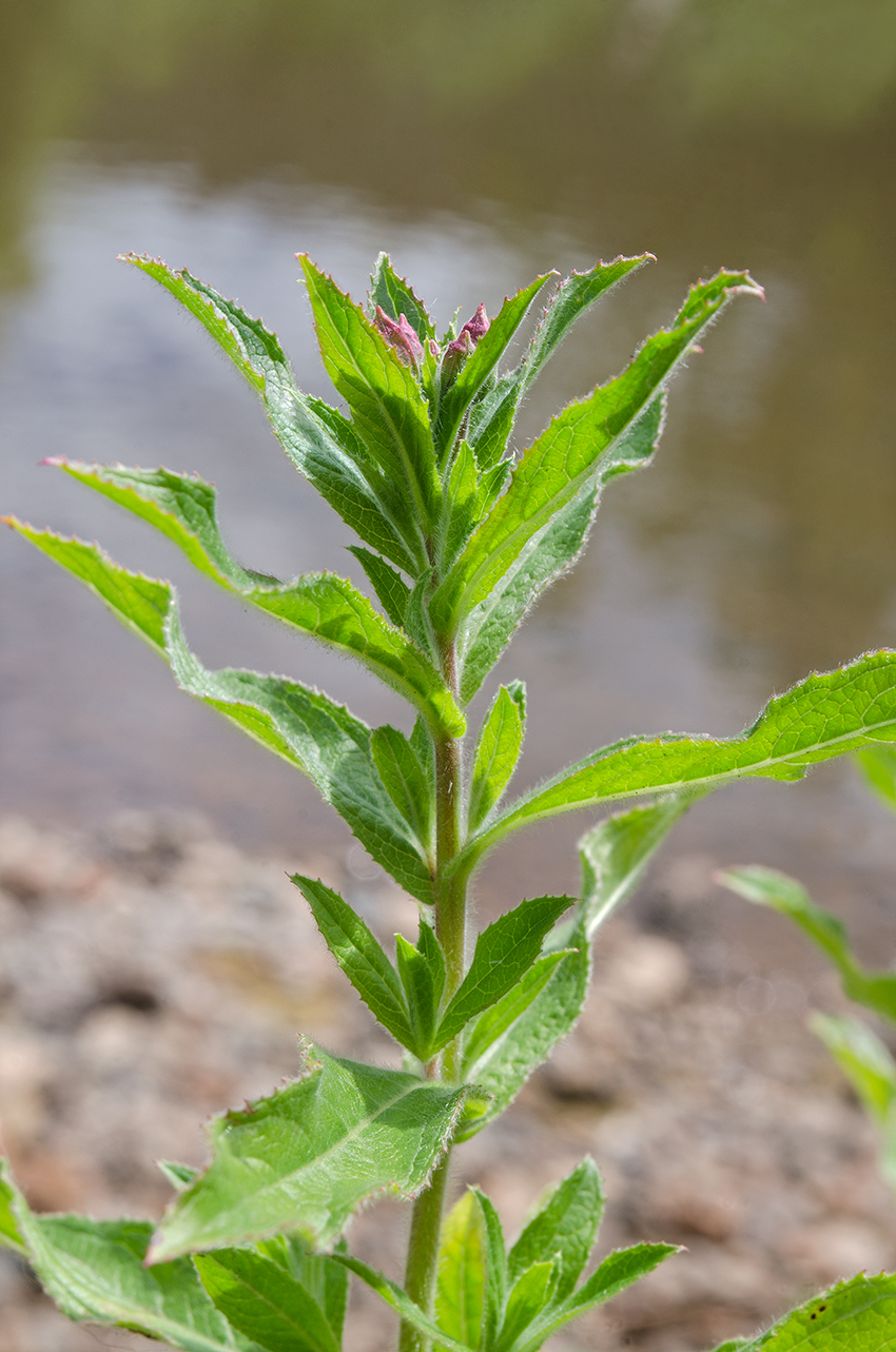 Изображение особи Epilobium hirsutum.