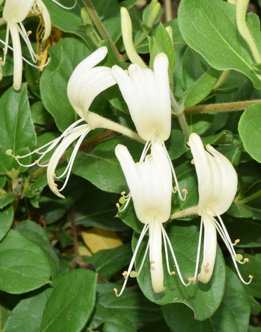 Изображение особи Lonicera japonica.