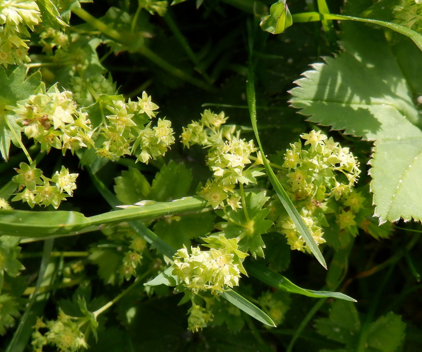 Image of genus Alchemilla specimen.