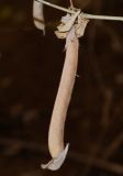 Clitoria ternatea. Плод с остатками околоцветника. Израиль, Шарон, г. Тель-Авив, ботанический сад университета. 04.09.2019.