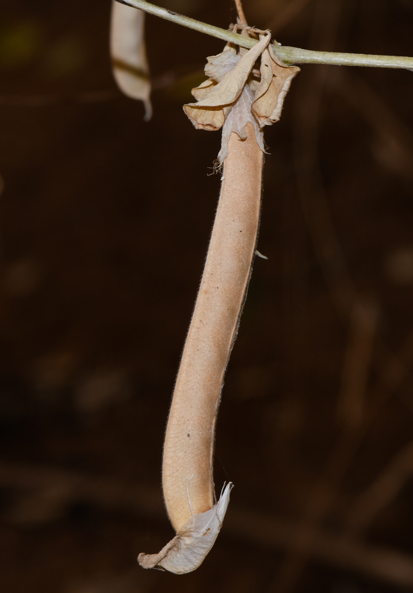 Image of Clitoria ternatea specimen.