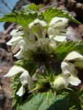 Lamium album