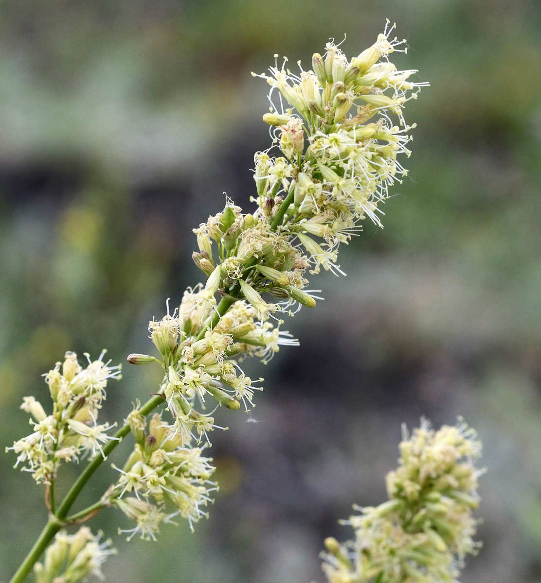 Image of Silene sibirica specimen.