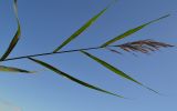 Phragmites australis