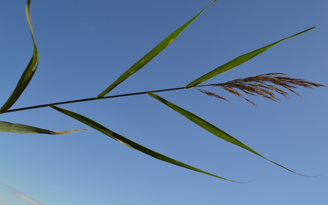 Изображение особи Phragmites australis.