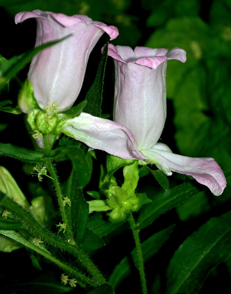 Image of Campanula medium specimen.