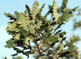 Quercus pubescens. Верхушка ветви с завязавшимися плодами и сидящей божьей коровкой. Краснодарский край, МО г. Анапа, окр. с. Сукко, Черноморское побережье Кавказа, п-ов Абрау, Муркин перевал. 10.06.2019.