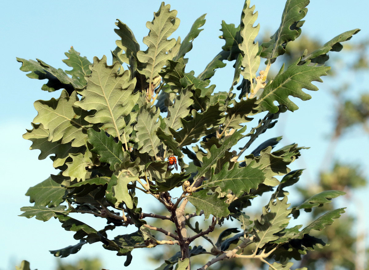 Image of Quercus pubescens specimen.