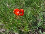 Lilium pumilum