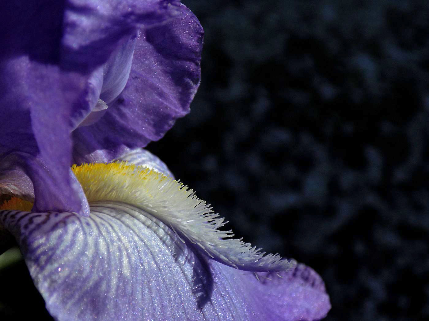 Image of Iris × hybrida specimen.