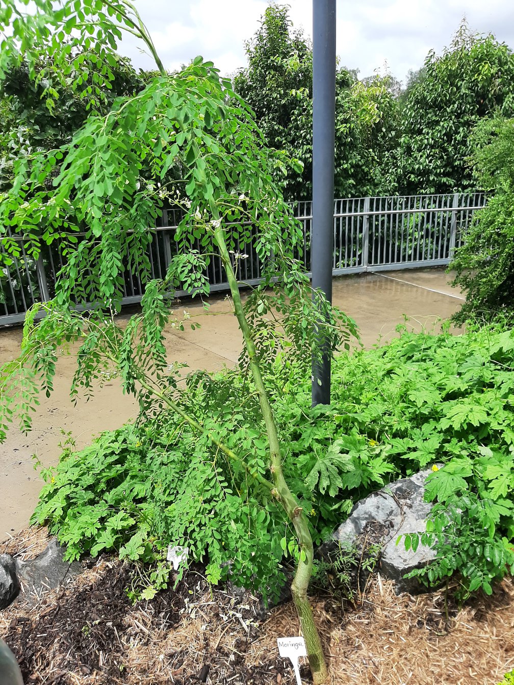 Изображение особи Moringa oleifera.