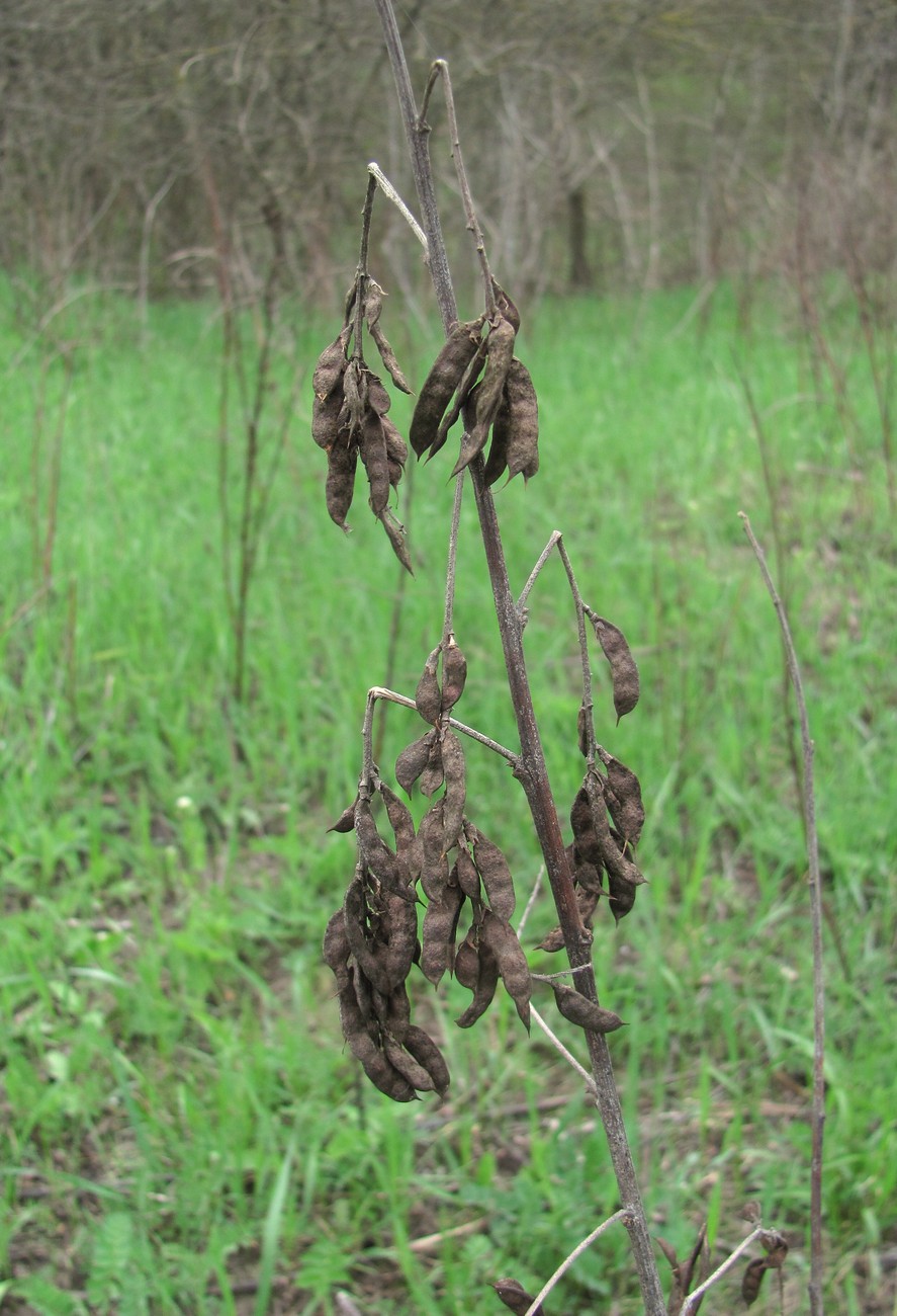 Изображение особи Glycyrrhiza glabra.