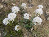 Noccaea macrantha