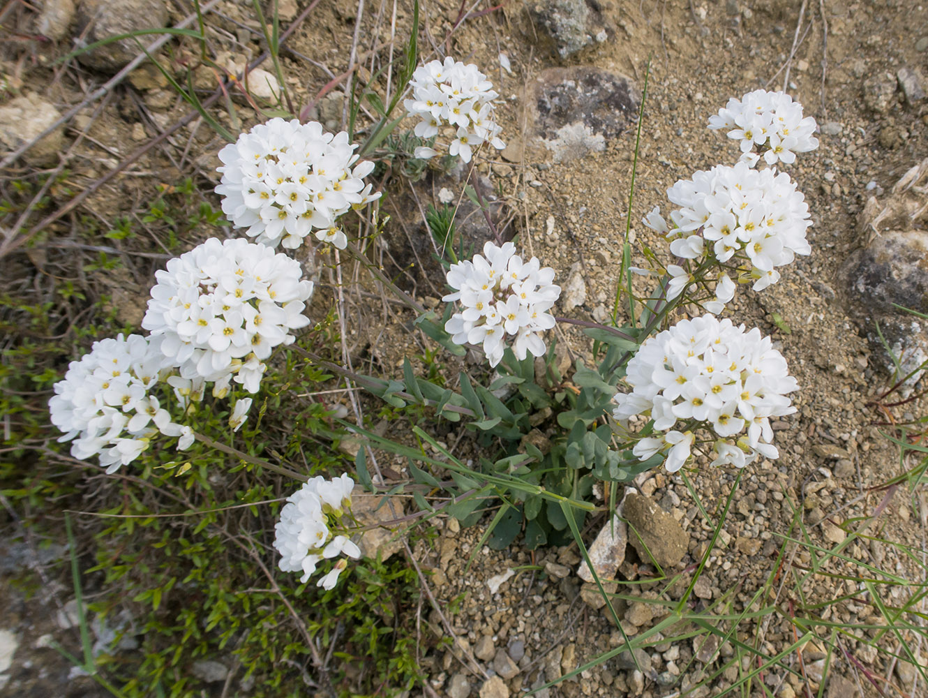 Image of Noccaea macrantha specimen.