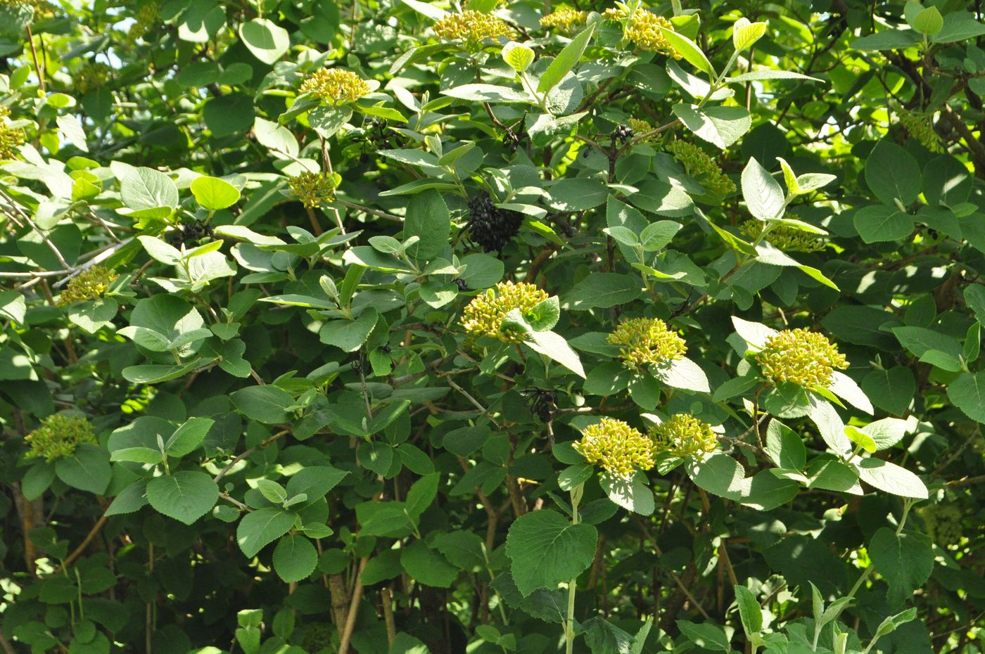 Изображение особи Viburnum lantana.