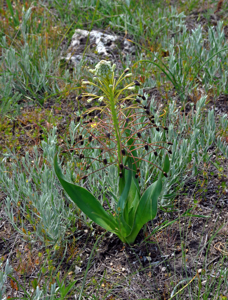 Image of Bellevalia sarmatica specimen.