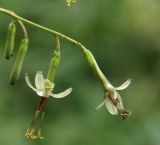 Prenanthes tatarinowii. Соцветия-корзинки. Приморский край, Лазовский р-н, Лазовский заповедник, 2 км Ю кордона Америка. 17.08.2009.