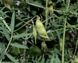 Vicia palaestina