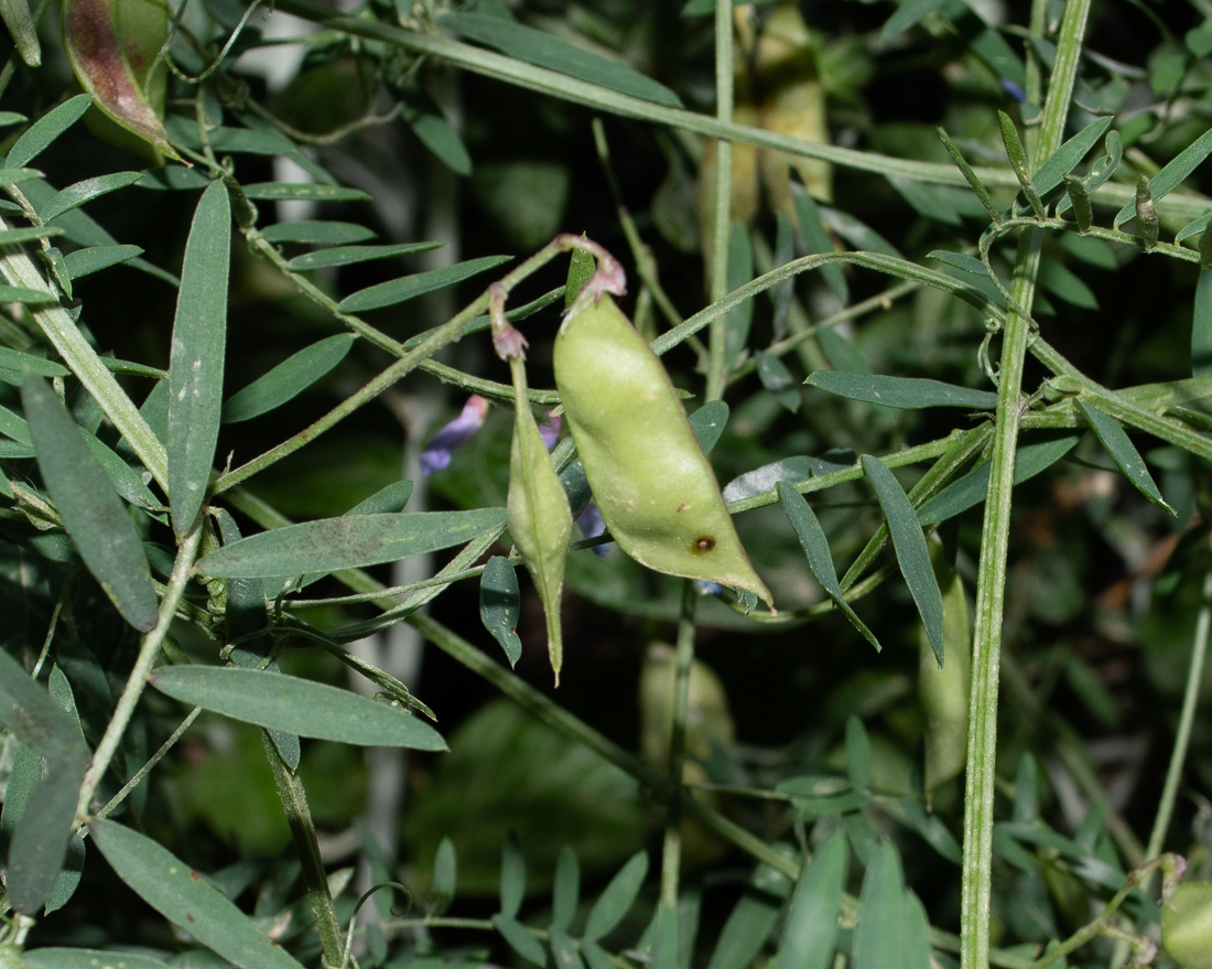 Изображение особи Vicia palaestina.