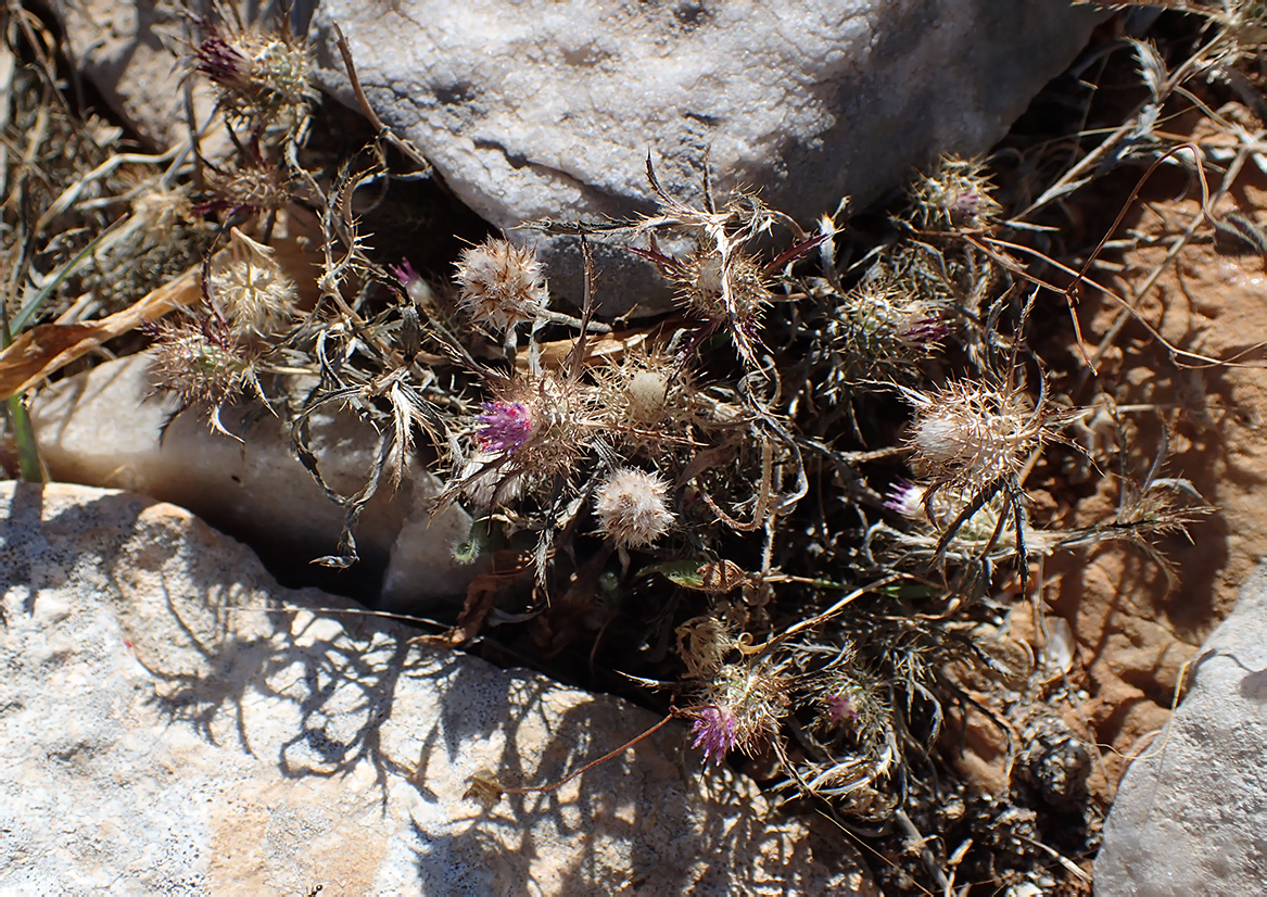 Image of Atractylis cancellata specimen.