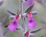 Teucrium canum. Цветки. Дагестан, окр. с. Талги, сухой известняковый склон. 13 июня 2021 г.