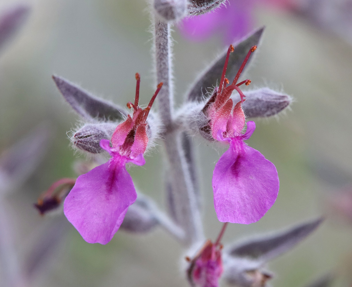 Изображение особи Teucrium canum.