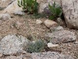 Smelowskia calycina. Плодоносящее растение. Узбекистан, Чаткальский хр., окр. Арашанских озёр, около 3300 м н.у.м., каменистый склон. 14.07.2021.