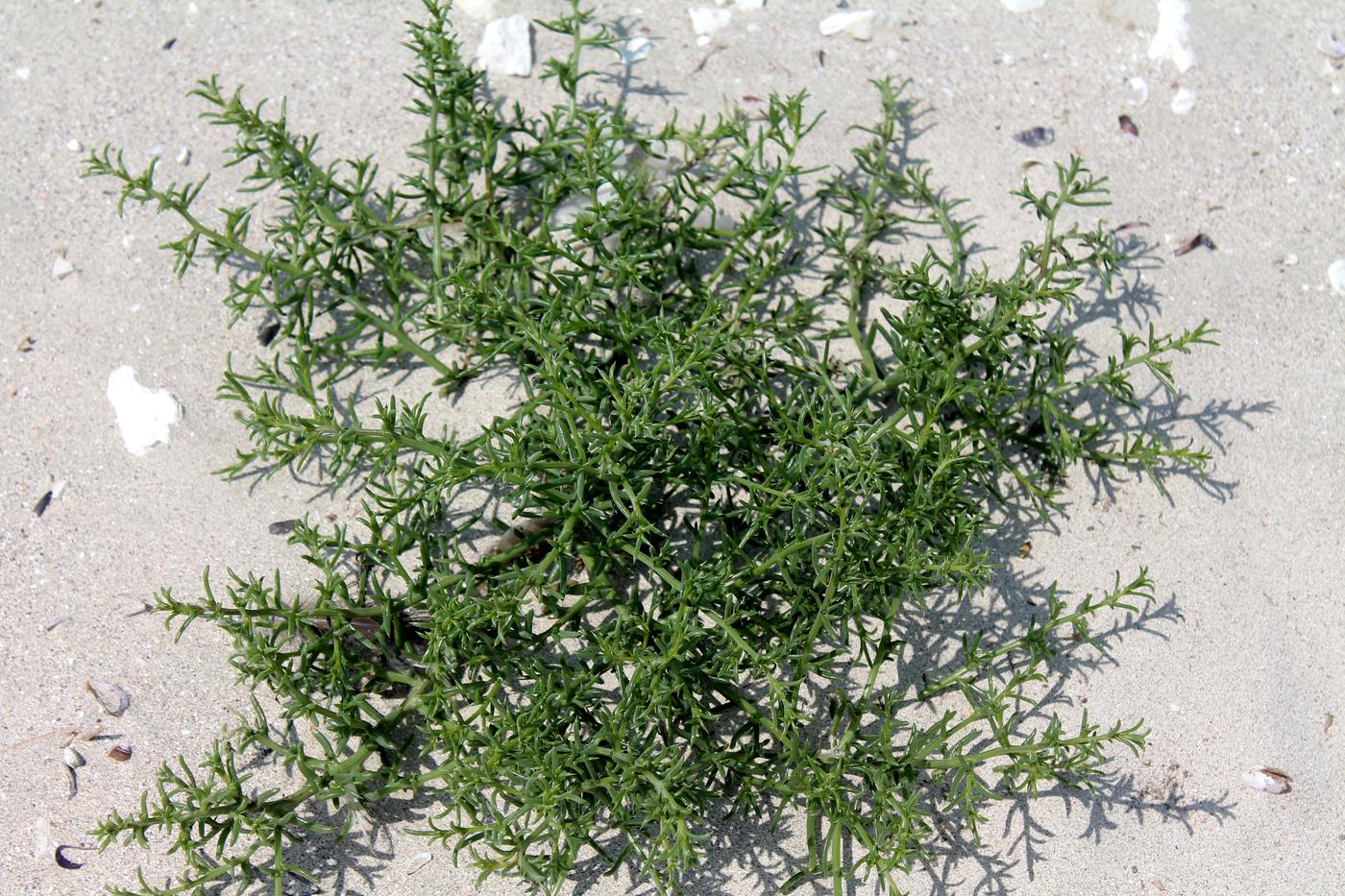 Изображение особи Salsola tragus.