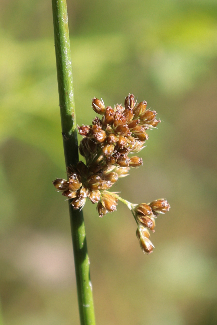 Изображение особи Juncus effusus.