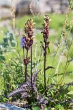 Pedicularis sceptrum-carolinum