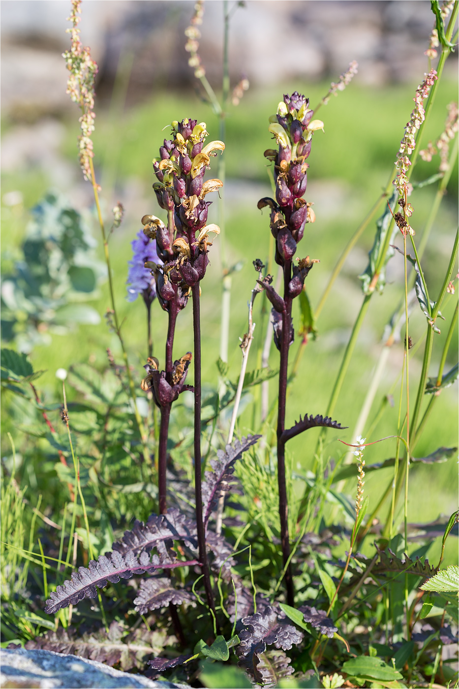 Image of Pedicularis sceptrum-carolinum specimen.