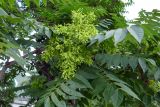 Ailanthus altissima. Ветвь плодоносящего дерева. Крым, Южный Берег, г. Алушта, в культуре. 13.07.2021.