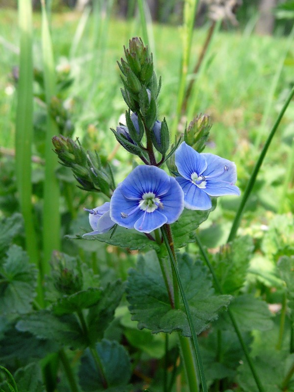 Image of Veronica chamaedrys specimen.