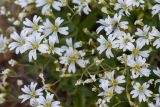 Cerastium polymorphum