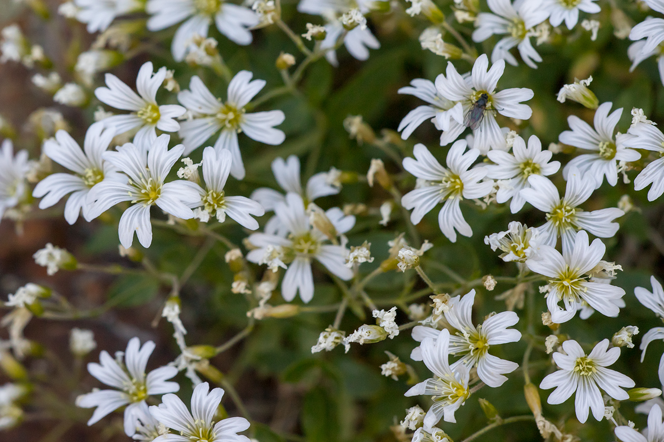 Изображение особи Cerastium polymorphum.