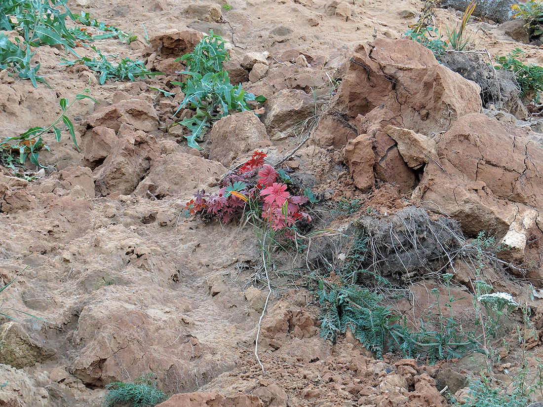 Image of Geranium sanguineum specimen.