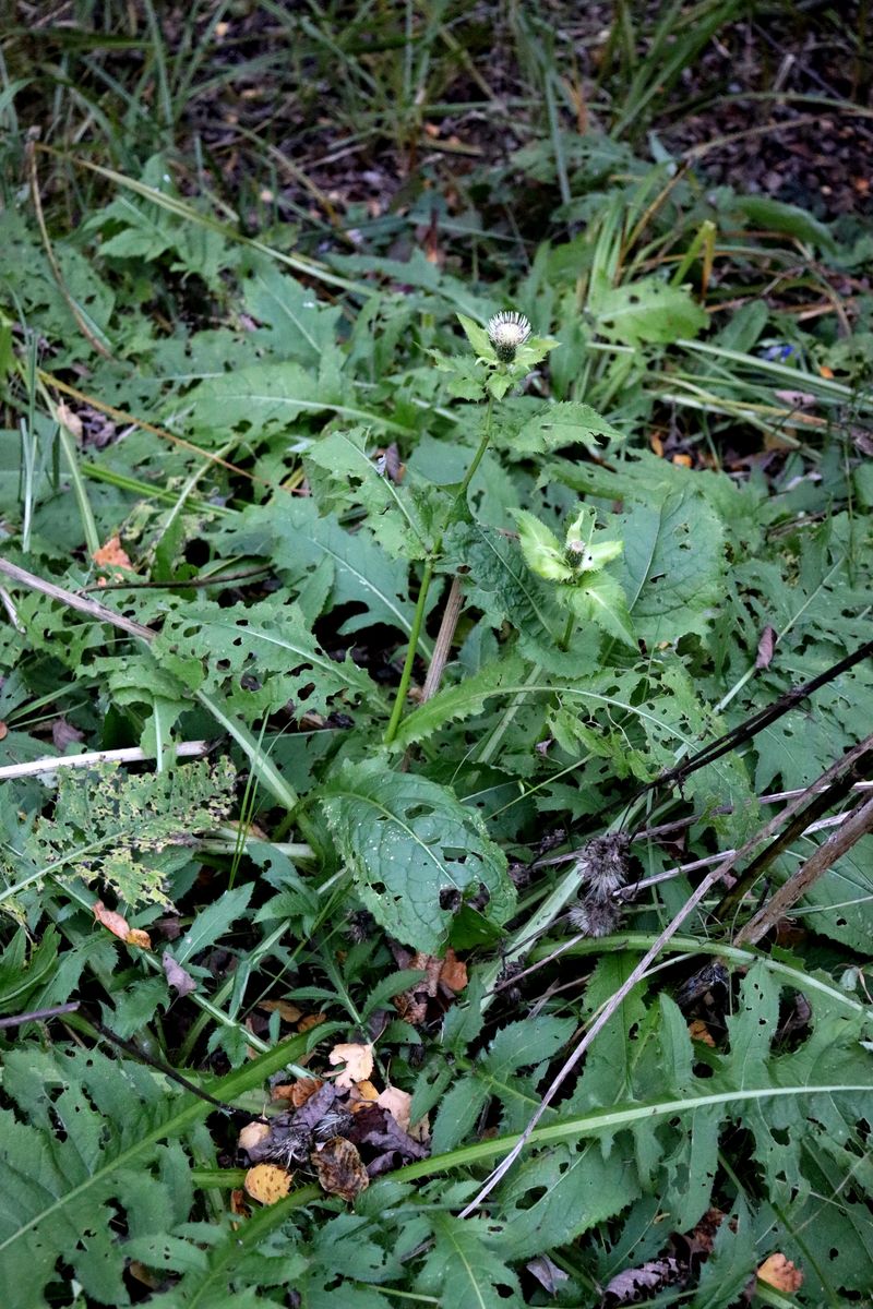 Image of Cirsium oleraceum specimen.