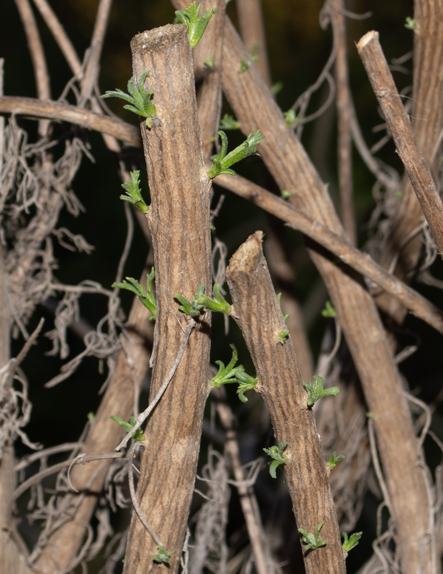 Изображение особи Hymenolepis crithmifolia.