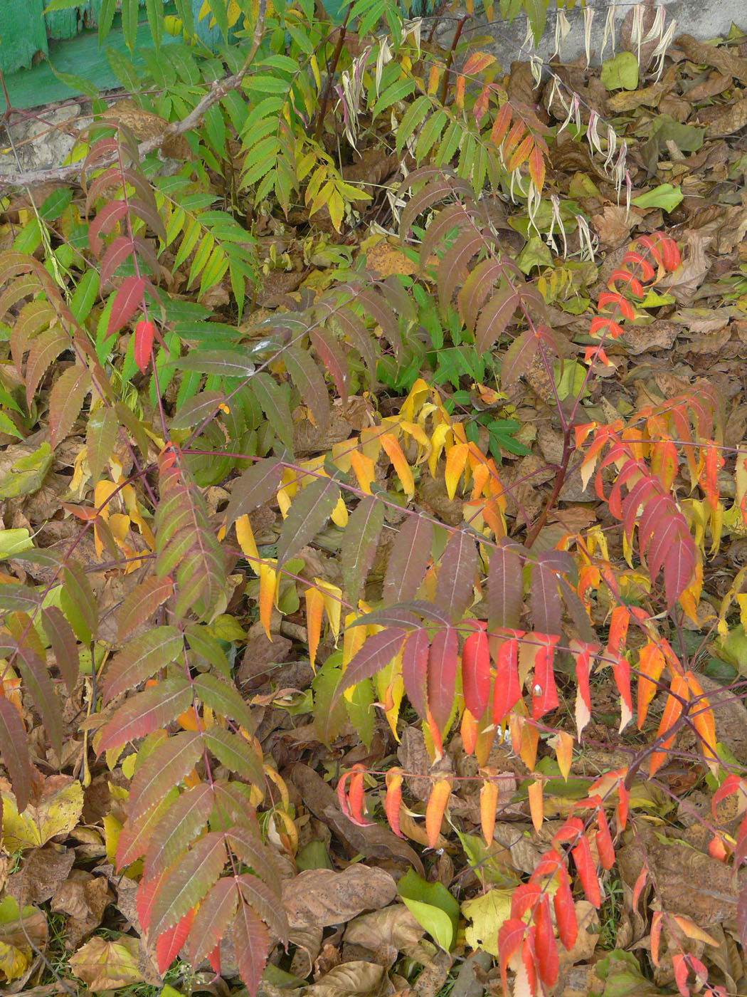 Изображение особи Rhus glabra.