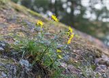 Hieracium umbellatum. Цветущее растение. Ленинградская обл., г. Выборг, парк \"Монрепо\", берег бухты Защитная, замшелая гранитная скала. 26.09.2020.