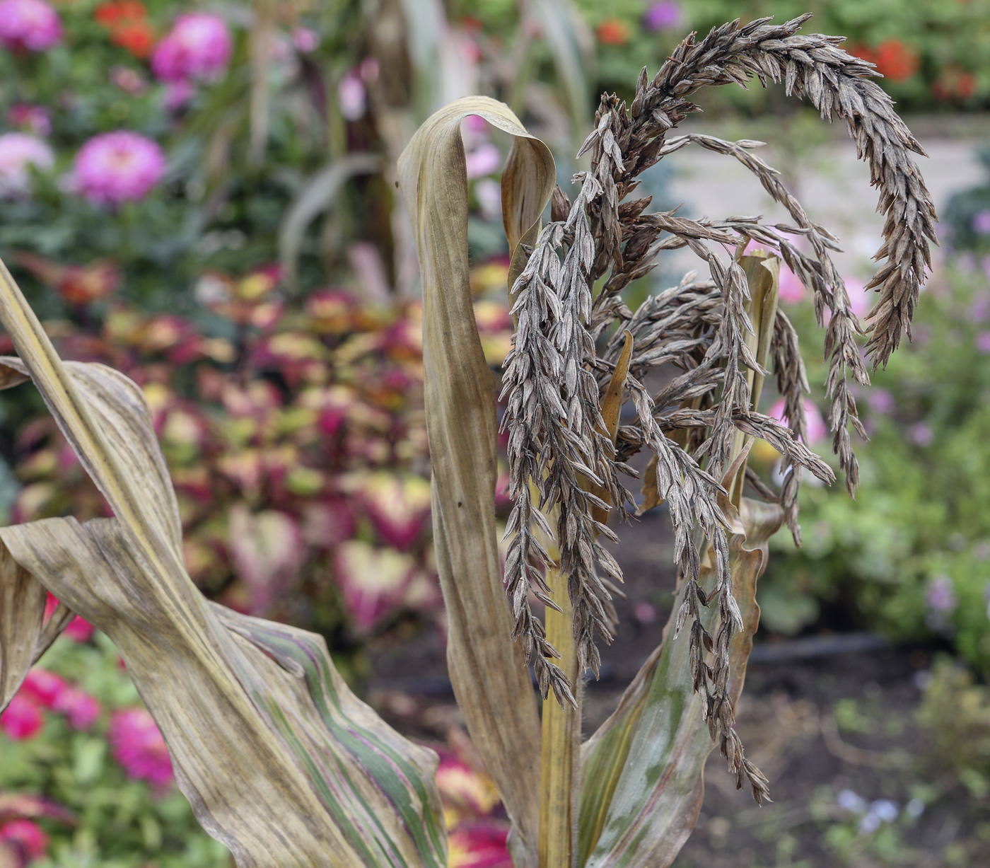 Image of Zea mays specimen.